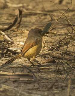 红翅山鹪莺 / Red-winged Prinia / Prinia erythroptera
