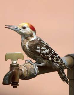 黄额斑啄木鸟 / Yellow-crowned Woodpecker / Leiopicus mahrattensis