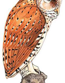 栗鸮 / Oriental Bay Owl / Phodilus badius