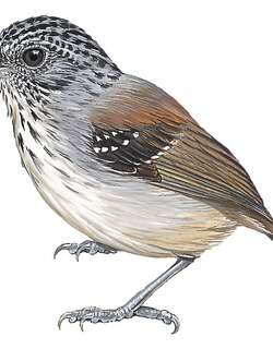 纹冠蚁鵙 / Streak-crowned Antvireo / Dysithamnus striaticeps