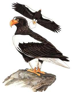 虎头海雕 / Steller’s Sea Eagle / Haliaeetus pelagicus