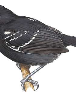 巴西蚁鸟 / Rio Branco Antbird / Cercomacra carbonaria