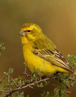 黄丝雀 / Yellow Canary / Crithagra flaviventris