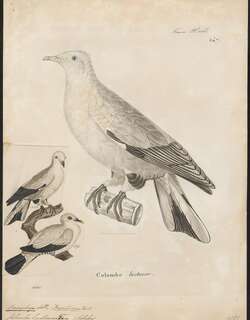 苏拉斑皇鸠 / Silver-tipped Imperial Pigeon / Ducula luctuosa