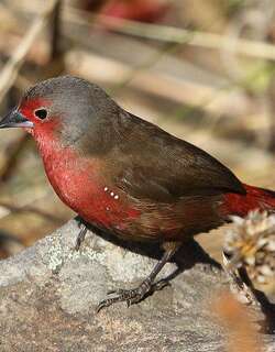 灰顶火雀 / African Firefinch / Lagonosticta rubricata