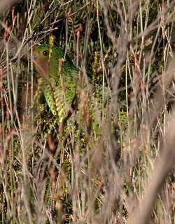 地鹦鹉 / Eastern Ground Parrot / Pezoporus wallicus
