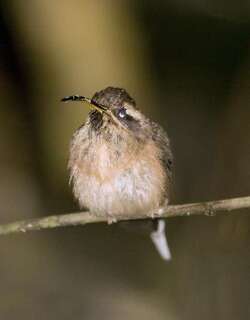 暗喉隐蜂鸟 / Dusky-throated Hermit / Phaethornis squalidus