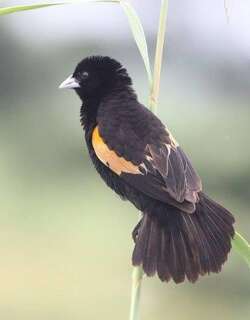 扇尾巧织雀 / Fan-tailed Widowbird / Euplectes axillaris