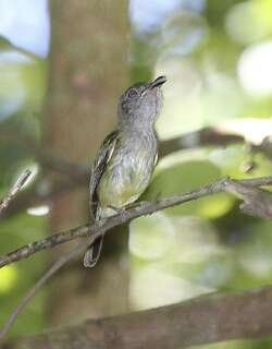 北弯嘴霸鹟 / Northern Bentbill / Oncostoma cinereigulare
