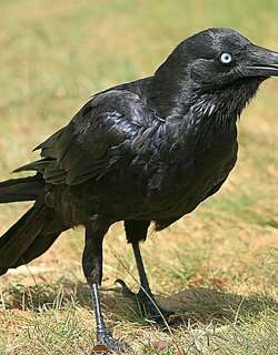 小渡鸦 / Little Raven / Corvus mellori