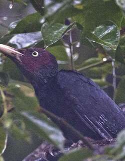 乌啄木鸟 / Sooty Woodpecker / Mulleripicus funebris