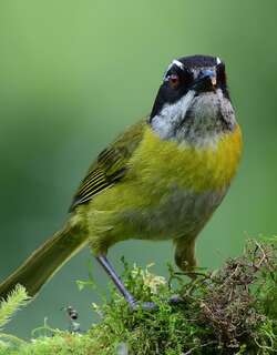 乌顶灌丛唐纳雀 / Sooty-capped Bush Tanager / Chlorospingus pileatus