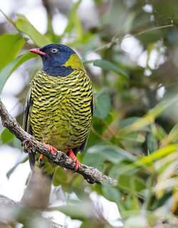 横斑食果伞鸟 / Barred Fruiteater / Pipreola arcuata
