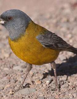 灰头岭雀鹀 / Grey-hooded Sierra Finch / Phrygilus gayi