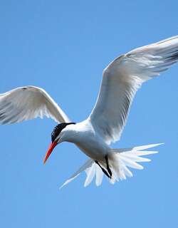 丽色凤头燕鸥 / Elegant Tern / Thalasseus elegans
