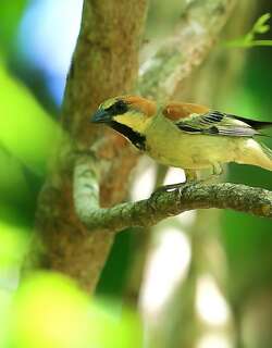 黄腹麻雀 / Plain-backed Sparrow / Passer flaveolus