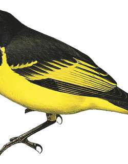泰莫图啸鹟 / Temotu Whistler / Pachycephala vanikorensis