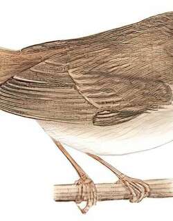 宽尾树莺 / Cetti’s Warbler / Cettia cetti
