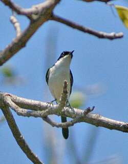 帝汶林䳭 / White-bellied Bush Chat / Saxicola gutturalis