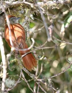 秘鲁针尾雀 / Marcapata Spinetail / Cranioleuca marcapatae
