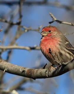家朱雀 / House Finch / Haemorhous mexicanus