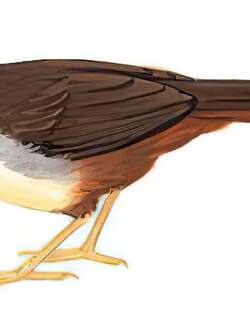 棕臀噪鹛 / Rufous-vented Laughingthrush / Pterorhinus gularis