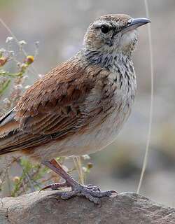 卡鲁歌百灵 / Karoo Long-billed Lark / Certhilauda subcoronata
