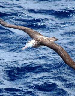 特岛信天翁 / Tristan Albatross / Diomedea dabbenena