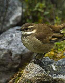 红翅抖尾地雀 / Chestnut-winged Cinclodes / Cinclodes albidiventris