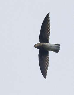 白腰针尾雨燕 / White-rumped Spinetail / Zoonavena sylvatica