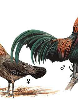 红原鸡 / Red Junglefowl / Gallus gallus