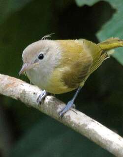 乌顶绿莺雀 / Dusky-capped Greenlet / Hylophilus hypoxanthus