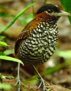 黑顶蚁鸫 / Black-crowned Antpitta / Pittasoma michleri