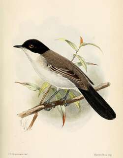 红海林莺 / Arabian Warbler / Curruca leucomelaena