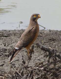 蝗鵟鹰 / Grasshopper Buzzard / Butastur rufipennis