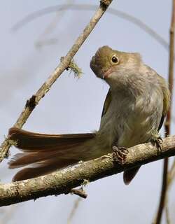 小嘴拟霸鹟 / Small-billed Elaenia / Elaenia parvirostris