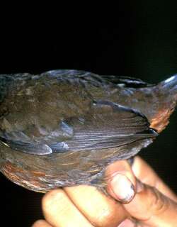 棕胸蚁鸫 / Rufous-breasted Antthrush / Formicarius rufipectus