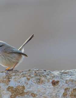 纹鹪莺 / Streaked Scrub Warbler / Scotocerca inquieta