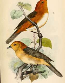 黄腹灰背雀 / Buff-bellied Tanager / Thlypopsis inornata