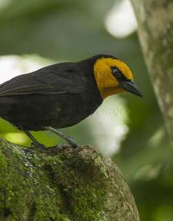 黑腹山织雀 / Black-billed Weaver / Ploceus melanogaster