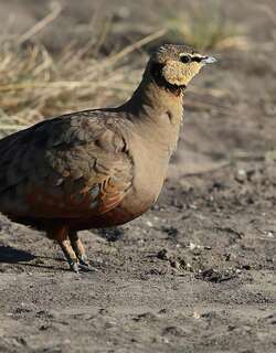 黄喉沙鸡 / Yellow-throated Sandgrouse / Pterocles gutturalis