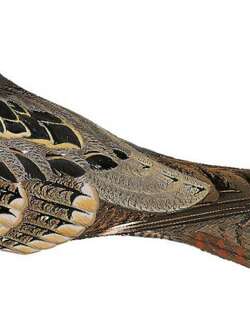 安达曼夜鹰 / Andaman Nightjar / Caprimulgus andamanicus