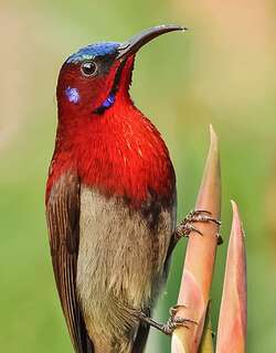 猩红太阳鸟 / Vigors’s Sunbird / Aethopyga vigorsii