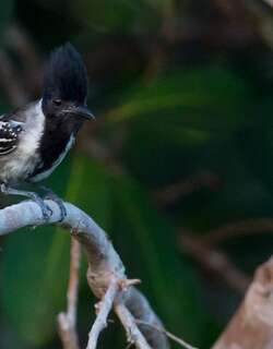 黑冠蚁鵙 / Black-crested Antshrike / Sakesphorus canadensis