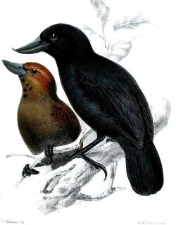 翘嘴丛蚁鵙 / Recurve-billed Bushbird / Clytoctantes alixii