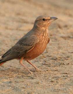 棕尾漠百灵 / Rufous-tailed Lark / Ammomanes phoenicura