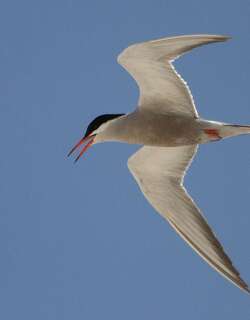 白颊燕鸥 / White-cheeked Tern / Sterna repressa