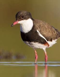 红膝麦鸡 / Red-kneed Dotterel / Erythrogonys cinctus