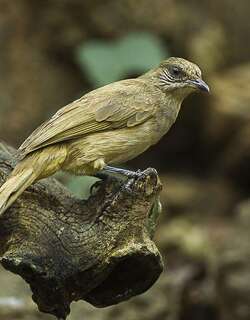 条耳鹎 / Streak-eared Bulbul / Pycnonotus conradi