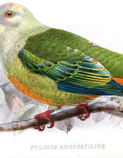 银顶果鸠 / Silver-capped Fruit Dove / Ptilinopus richardsii